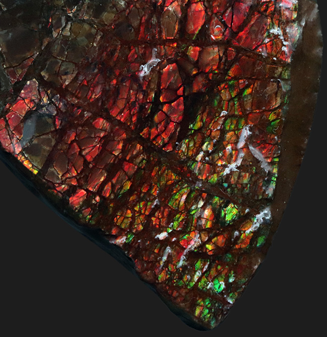 起源は白亜紀後期の海にあり！濃い赤とアクセントとなる緑を呈する、宝石アンモライト（Ammolite）のピース（その1）
