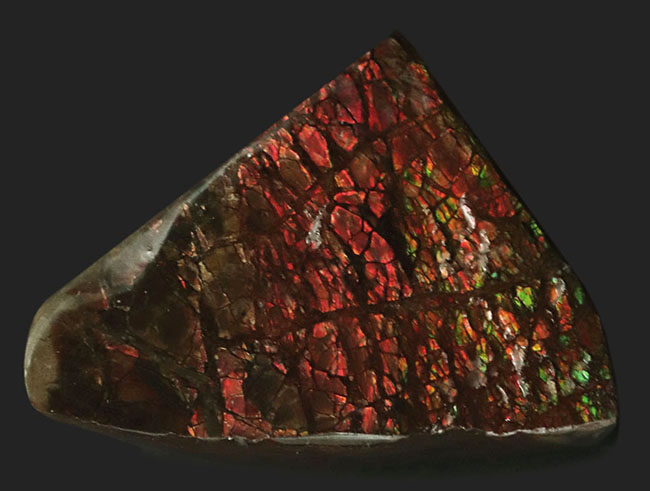 起源は白亜紀後期の海にあり！濃い赤とアクセントとなる緑を呈する、宝石アンモライト（Ammolite）のピース（その2）