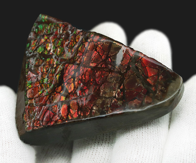 起源は白亜紀後期の海にあり！濃い赤とアクセントとなる緑を呈する、宝石アンモライト（Ammolite）のピース（その3）