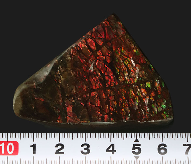 起源は白亜紀後期の海にあり！濃い赤とアクセントとなる緑を呈する、宝石アンモライト（Ammolite）のピース（その7）