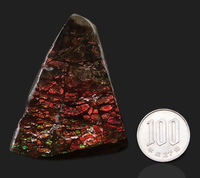 起源は白亜紀後期の海にあり！濃い赤とアクセントとなる緑を呈する、宝石アンモライト（Ammolite）のピース（その8）