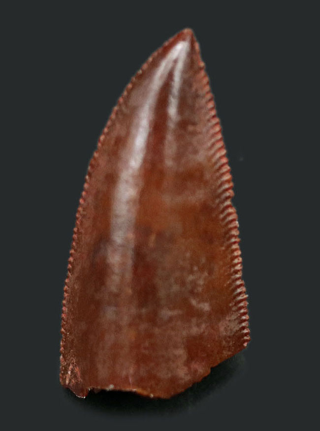 極めて上質、白亜紀の小型肉食恐竜、アベリサウルス科(Abelisauridae)の歯化石(その1)