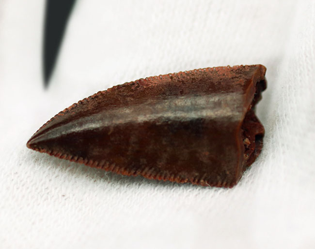 極めて上質、白亜紀の小型肉食恐竜、アベリサウルス科(Abelisauridae)の歯化石(その2)