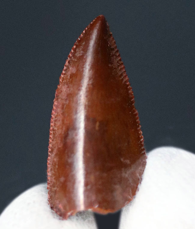 極めて上質、白亜紀の小型肉食恐竜、アベリサウルス科(Abelisauridae)の歯化石(その3)