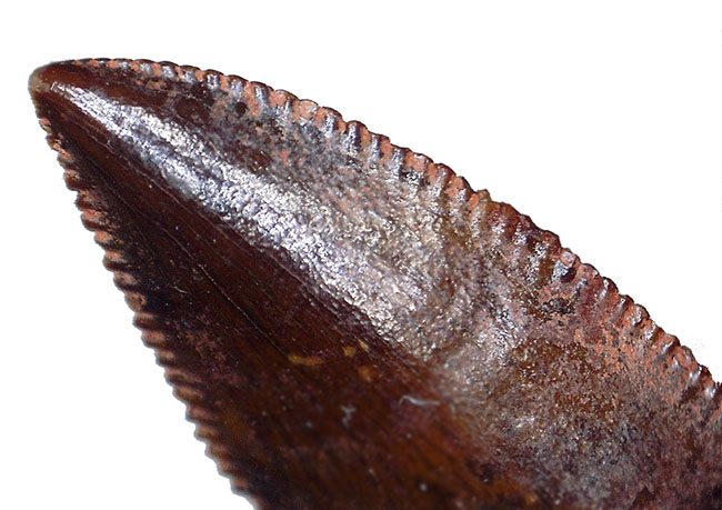 極めて上質、白亜紀の小型肉食恐竜、アベリサウルス科(Abelisauridae)の歯化石(その6)