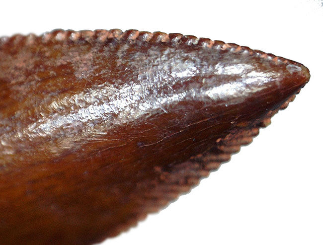極めて上質、白亜紀の小型肉食恐竜、アベリサウルス科(Abelisauridae)の歯化石(その8)