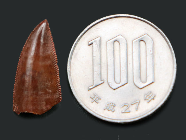 極めて上質、白亜紀の小型肉食恐竜、アベリサウルス科（Abelisauridae