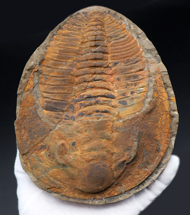 極めて上質、全景が保存された、初期の三葉虫、アンダルシアナ（Andalsiana）の化石。古生代カンブリア紀に棲息していた原始的三葉虫