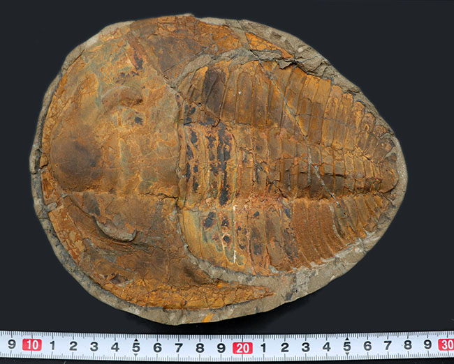 極めて上質、全景が保存された、初期の三葉虫、アンダルシアナ（Andalsiana）の化石。古生代カンブリア紀に棲息していた原始的三葉虫（その10）