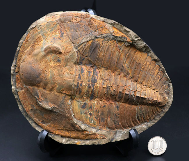 極めて上質、全景が保存された、初期の三葉虫、アンダルシアナ（Andalsiana）の化石。古生代カンブリア紀に棲息していた原始的三葉虫（その11）