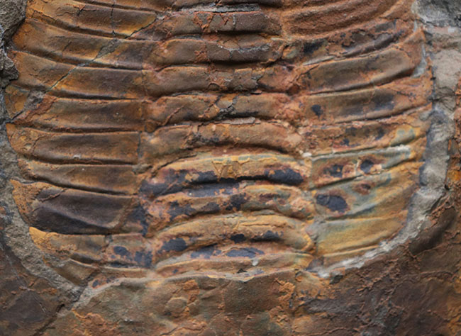 極めて上質、全景が保存された、初期の三葉虫、アンダルシアナ（Andalsiana）の化石。古生代カンブリア紀に棲息していた原始的三葉虫（その3）
