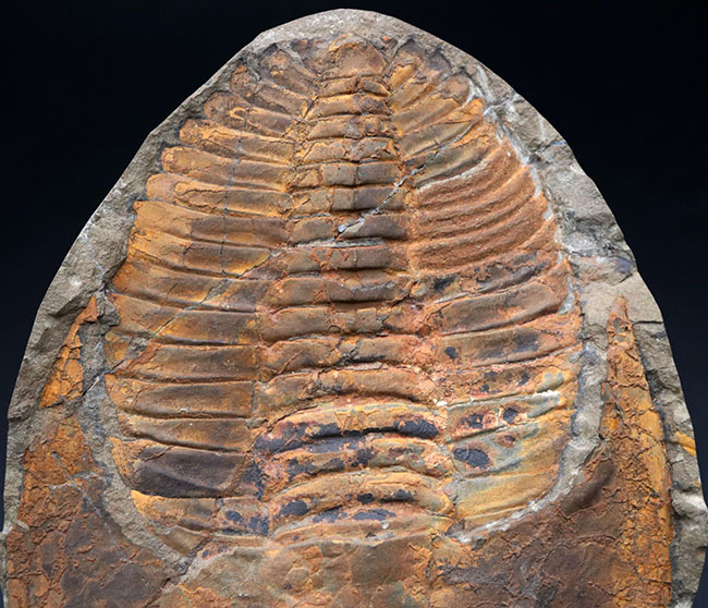極めて上質、全景が保存された、初期の三葉虫、アンダルシアナ（Andalsiana）の化石。古生代カンブリア紀に棲息していた原始的三葉虫（その4）