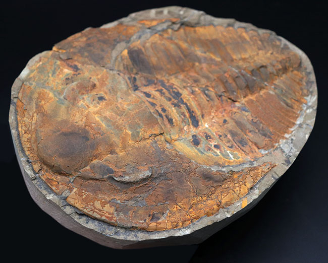 極めて上質、全景が保存された、初期の三葉虫、アンダルシアナ（Andalsiana）の化石。古生代カンブリア紀に棲息していた原始的三葉虫（その5）