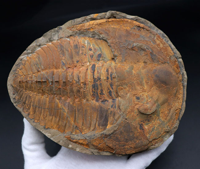 極めて上質、全景が保存された、初期の三葉虫、アンダルシアナ（Andalsiana）の化石。古生代カンブリア紀に棲息していた原始的三葉虫