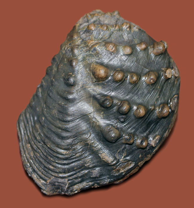 重厚で素晴らしい質感、恐竜時代の二枚貝、アルゼンチン産トリゴニア（Trigonia sp.）（その1）