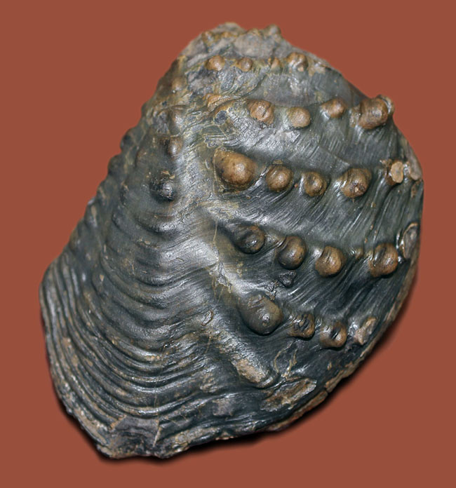 重厚で素晴らしい質感、恐竜時代の二枚貝、アルゼンチン産トリゴニア(Trigonia sp.)(その1)