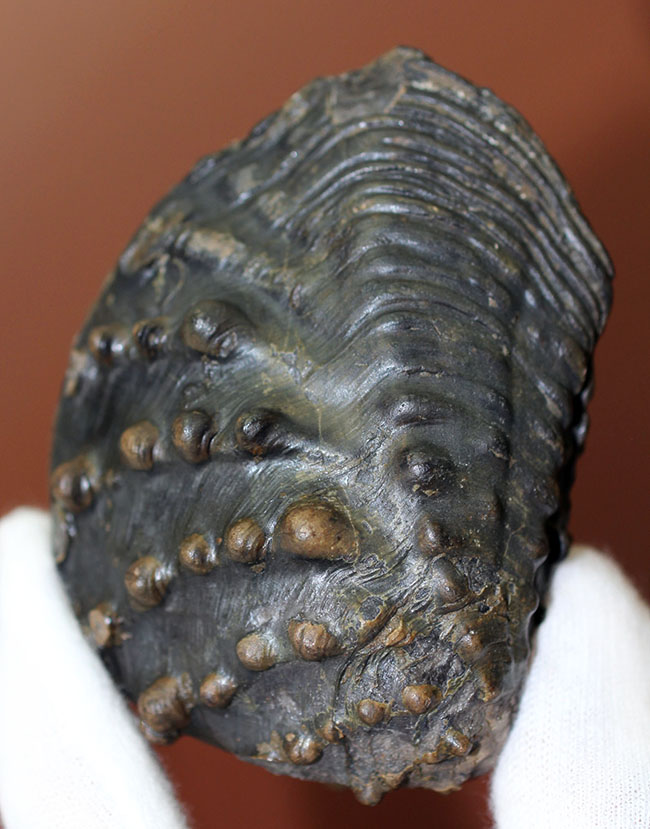 重厚で素晴らしい質感、恐竜時代の二枚貝、アルゼンチン産トリゴニア(Trigonia sp.)(その2)