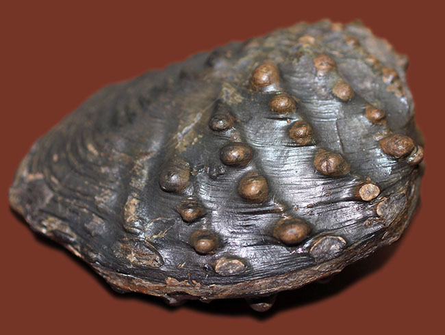 重厚で素晴らしい質感、恐竜時代の二枚貝、アルゼンチン産トリゴニア（Trigonia sp.）（その3）