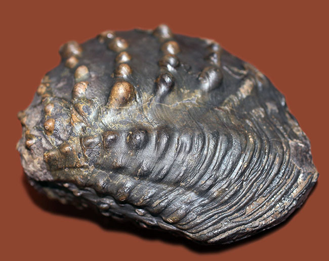 重厚で素晴らしい質感、恐竜時代の二枚貝、アルゼンチン産トリゴニア（Trigonia sp.）（その4）