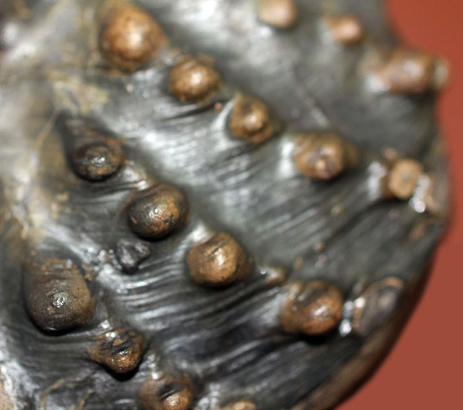 重厚で素晴らしい質感、恐竜時代の二枚貝、アルゼンチン産トリゴニア(Trigonia sp.)(その5)