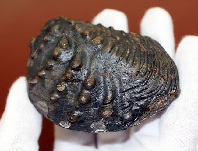 重厚で素晴らしい質感、恐竜時代の二枚貝、アルゼンチン産トリゴニア(Trigonia sp.)(その6)