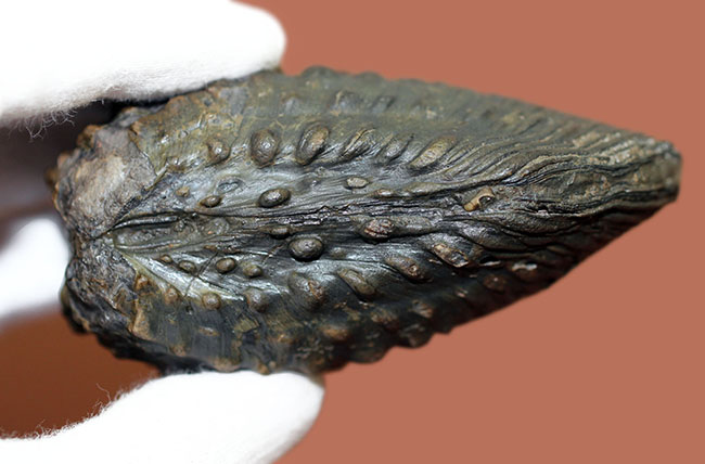 重厚で素晴らしい質感、恐竜時代の二枚貝、アルゼンチン産トリゴニア(Trigonia sp.)(その7)