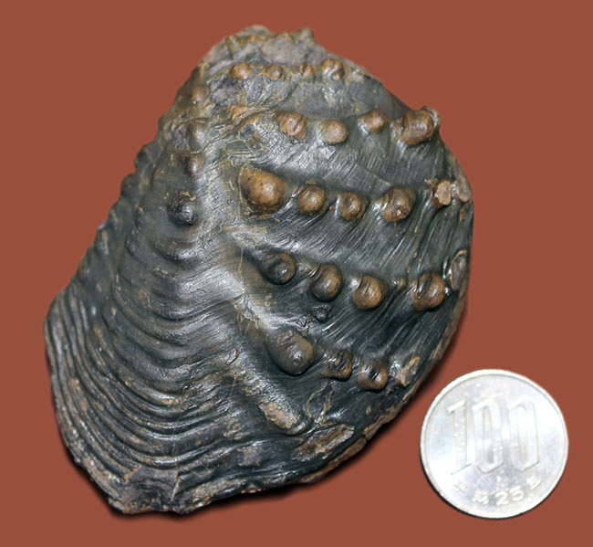 重厚で素晴らしい質感、恐竜時代の二枚貝、アルゼンチン産トリゴニア(Trigonia sp.)(その8)