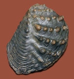 重厚で素晴らしい質感、恐竜時代の二枚貝、アルゼンチン産トリゴニア（Trigonia sp.）