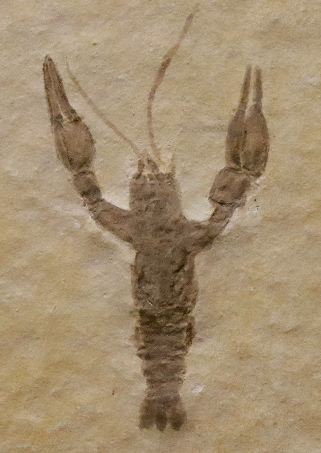 絵画のような味わいが素敵！世界的な化石産地、ドイツ・ゾルンホーフェンの白ジュラ（特有の白い石灰岩）から採集された、極上のエリィマ（Eryma sp.）（その1）