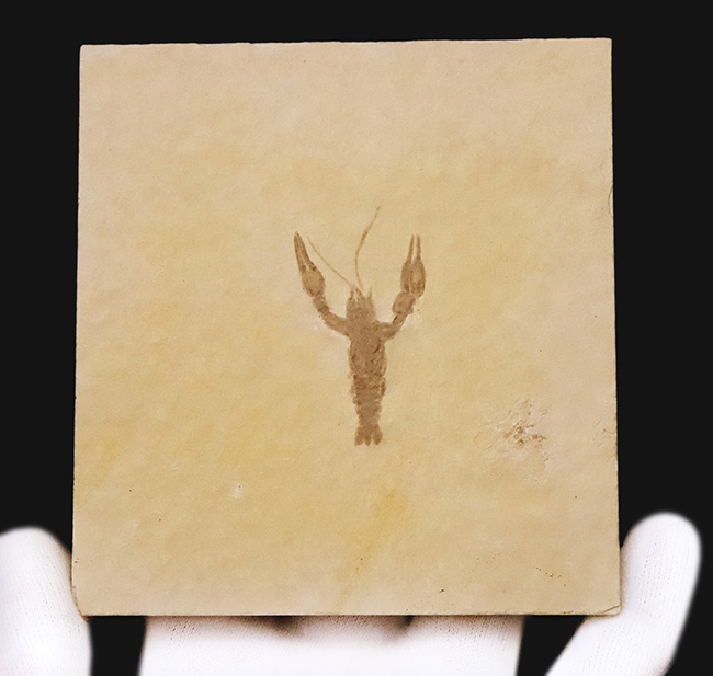 絵画のような味わいが素敵！世界的な化石産地、ドイツ・ゾルンホーフェンの白ジュラ（特有の白い石灰岩）から採集された、極上のエリィマ（Eryma sp.）（その2）