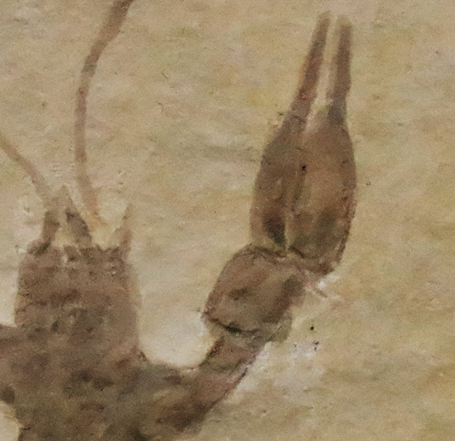 絵画のような味わいが素敵！世界的な化石産地、ドイツ・ゾルンホーフェンの白ジュラ（特有の白い石灰岩）から採集された、極上のエリィマ（Eryma sp.）（その4）