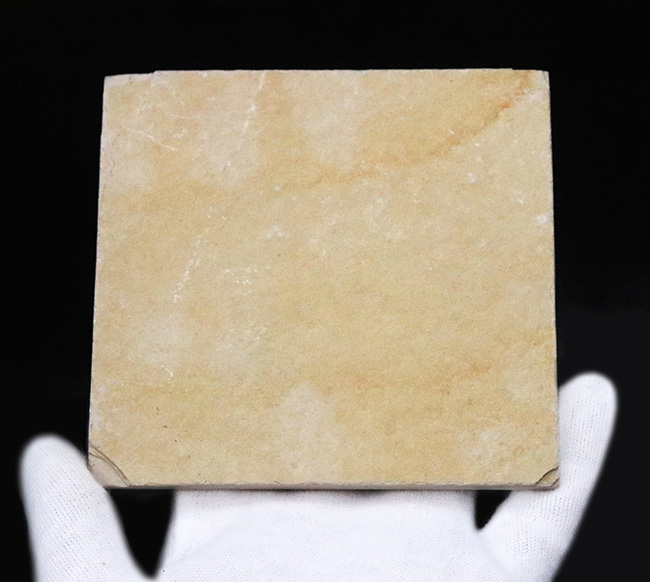 絵画のような味わいが素敵！世界的な化石産地、ドイツ・ゾルンホーフェンの白ジュラ（特有の白い石灰岩）から採集された、極上のエリィマ（Eryma sp.）（その6）