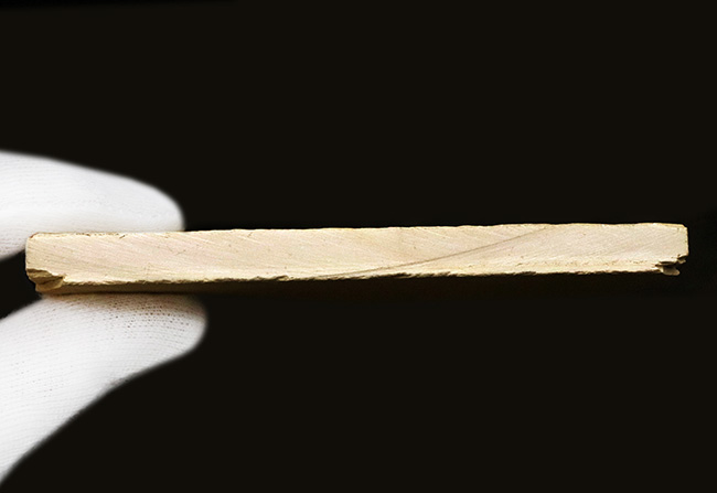 絵画のような味わいが素敵！世界的な化石産地、ドイツ・ゾルンホーフェンの白ジュラ（特有の白い石灰岩）から採集された、極上のエリィマ（Eryma sp.）（その7）