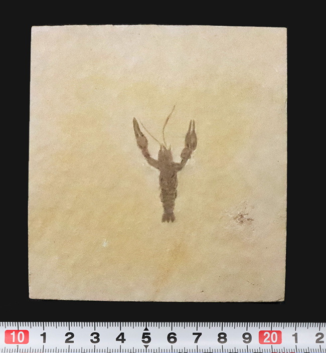 絵画のような味わいが素敵！世界的な化石産地、ドイツ・ゾルンホーフェンの白ジュラ（特有の白い石灰岩）から採集された、極上のエリィマ（Eryma sp.）（その8）