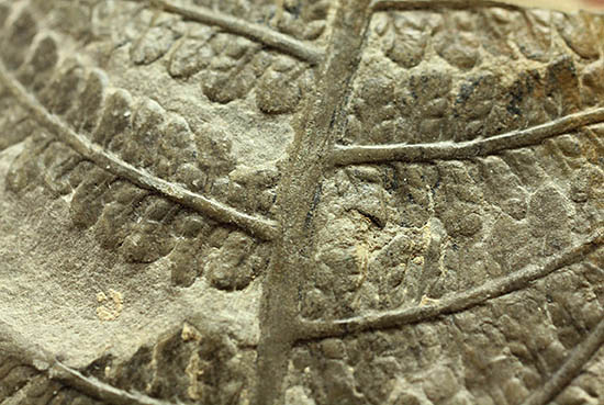 シダと種子植物の中間的存在、種を持ったシダ植物、ペコプテリス(Pecopteris sp.)の葉化石(その1)