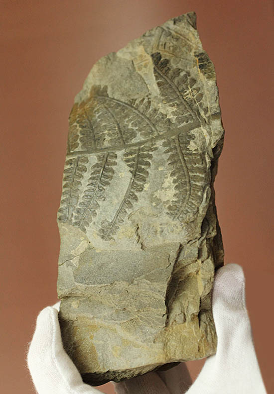シダと種子植物の中間的存在、種を持ったシダ植物、ペコプテリス(Pecopteris sp.)の葉化石（その2）