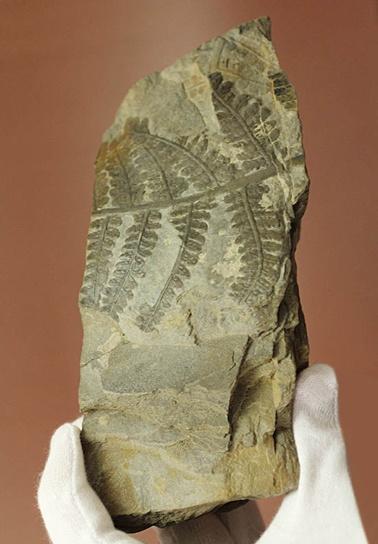 シダと種子植物の中間的存在、種を持ったシダ植物、ペコプテリス(Pecopteris sp.)の葉化石(その2)