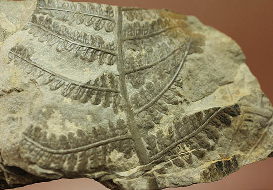 シダと種子植物の中間的存在、種を持ったシダ植物、ペコプテリス(Pecopteris sp.)の葉化石(その3)