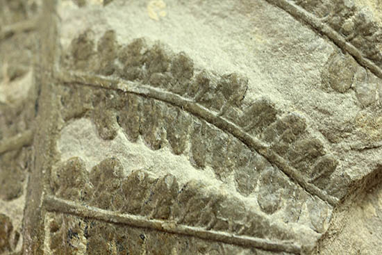 シダと種子植物の中間的存在、種を持ったシダ植物、ペコプテリス(Pecopteris sp.)の葉化石(その4)