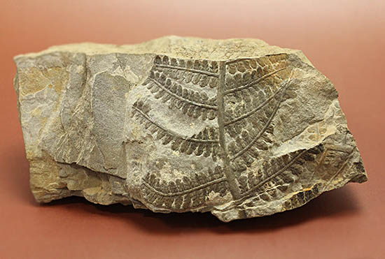 シダと種子植物の中間的存在、種を持ったシダ植物、ペコプテリス(Pecopteris sp.)の葉化石（その5）