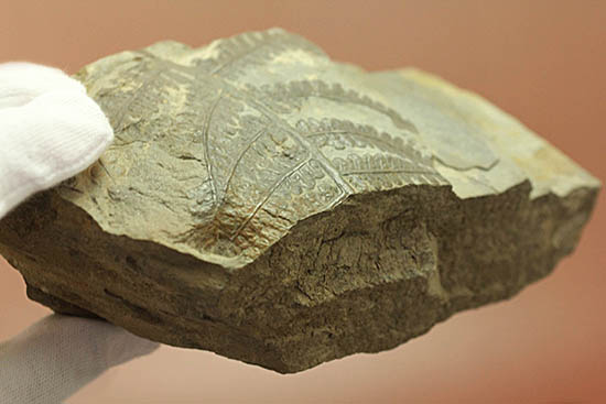 シダと種子植物の中間的存在、種を持ったシダ植物、ペコプテリス(Pecopteris sp.)の葉化石(その7)
