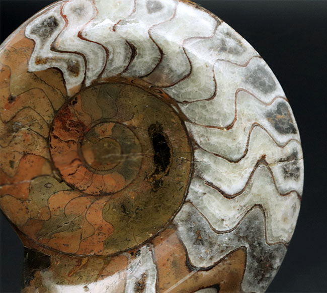 厳選美品！模様が美しい上質のゴニアタイト（goniatite）の化石