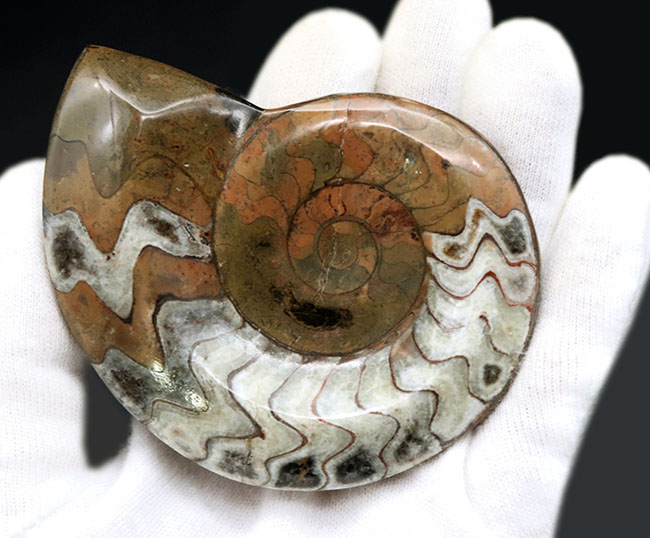 厳選美品!模様が美しい上質のゴニアタイト(goniatite)の化石(その5)