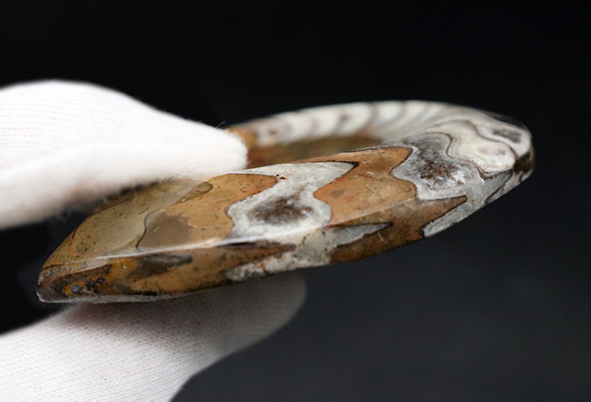 厳選美品！模様が美しい上質のゴニアタイト（goniatite）の化石