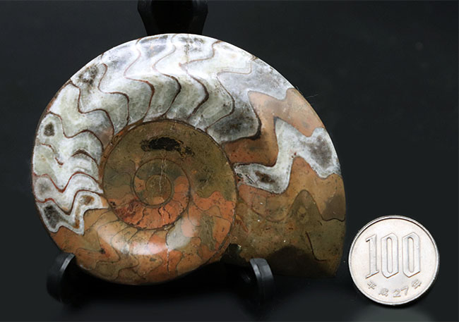厳選美品!模様が美しい上質のゴニアタイト(goniatite)の化石(その9)