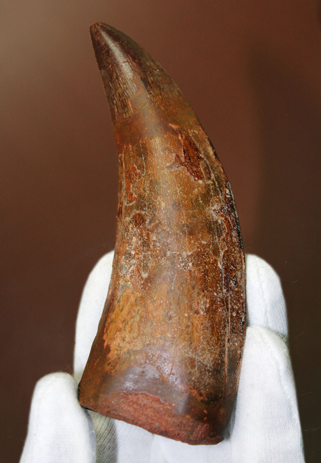 規格外の12.8cm!最高峰!カルクのベスト歯化石の一つ、カルカロドントサウルス(成体)の巨大美歯化石(その1)