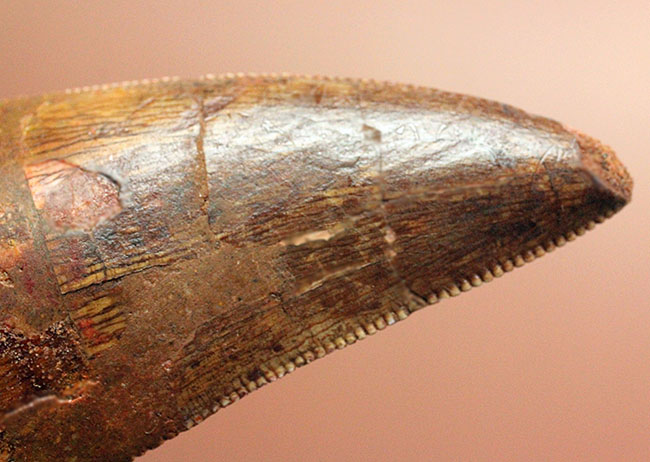 規格外の12.8cm!最高峰!カルクのベスト歯化石の一つ、カルカロドントサウルス(成体)の巨大美歯化石(その12)