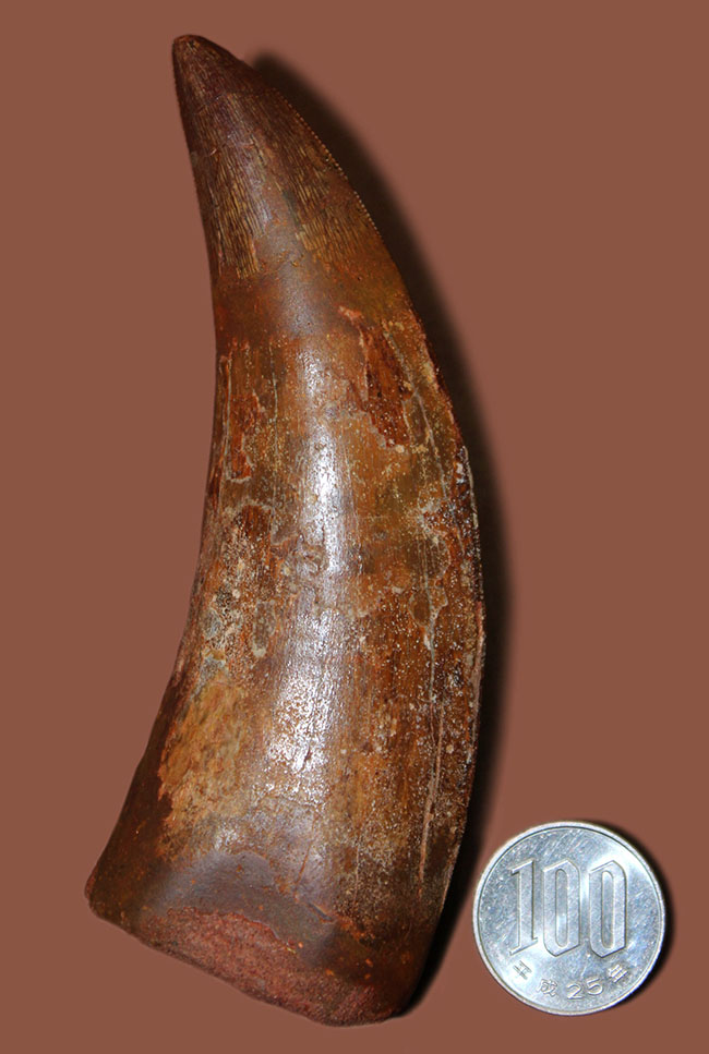 規格外の12.8cm!最高峰!カルクのベスト歯化石の一つ、カルカロドントサウルス(成体)の巨大美歯化石(その14)