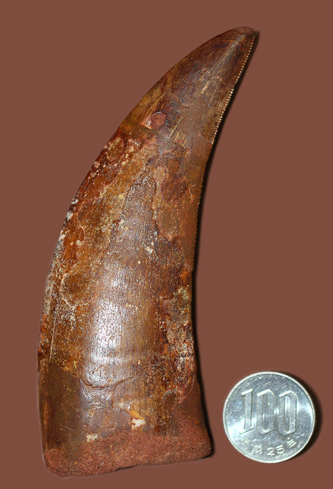 規格外の12.8cm！最高峰！カルクのベスト歯化石の一つ、カルカロドントサウルス（成体）の巨大美歯化石（その15）
