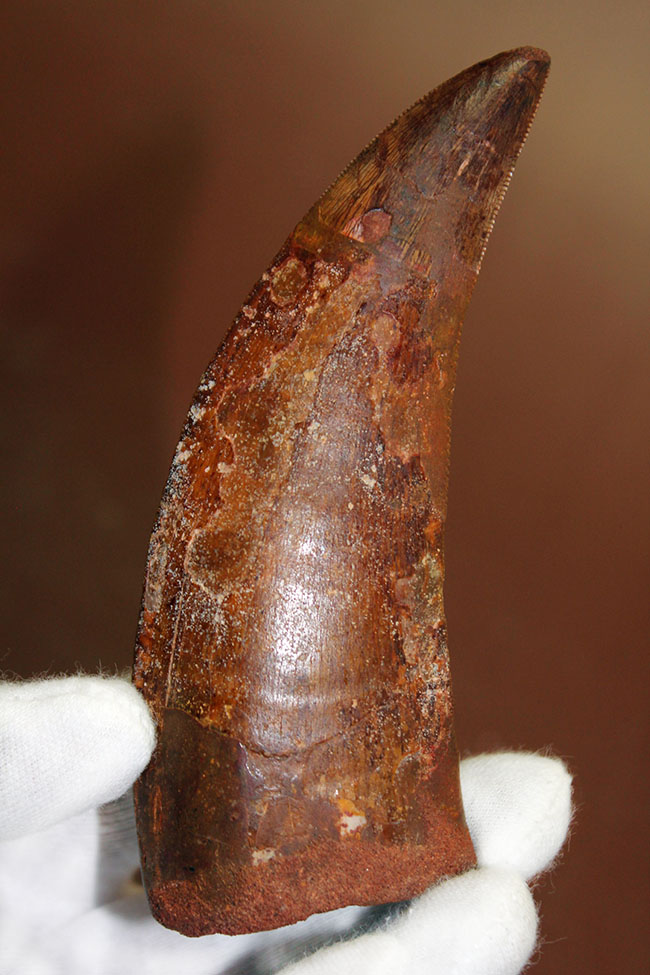 規格外の12.8cm!最高峰!カルクのベスト歯化石の一つ、カルカロドントサウルス(成体)の巨大美歯化石(その2)